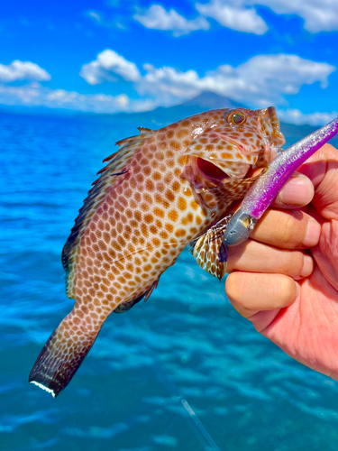 オオモンハタの釣果