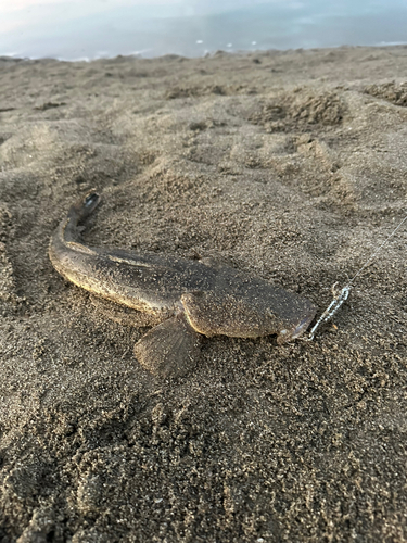 マゴチの釣果