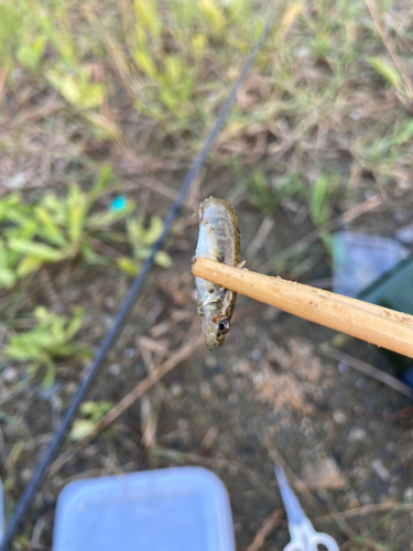 ビリンゴの釣果