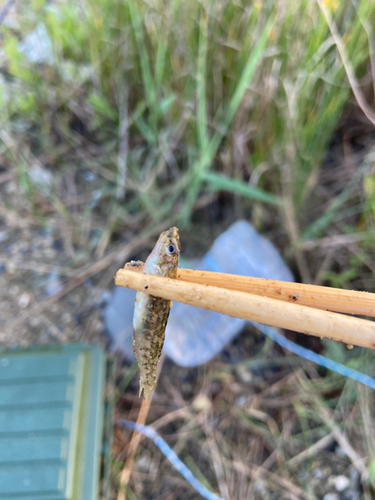 ビリンゴの釣果