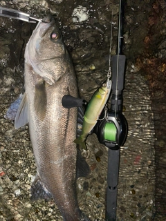 スズキの釣果