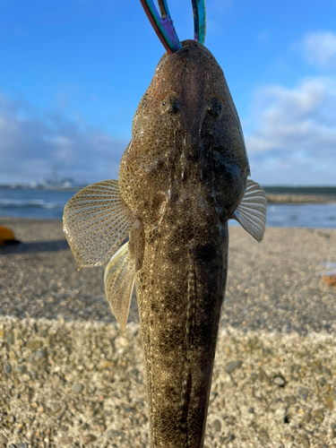 マゴチの釣果