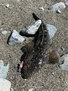 マゴチの釣果