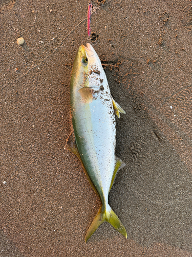 イナダの釣果