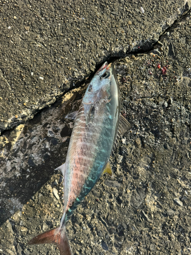 クロマグロの釣果