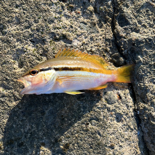 ヨコスジフエダイの釣果