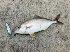 ショゴの釣果