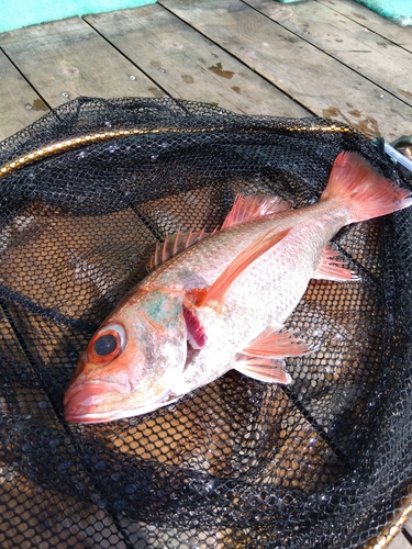 アカムツの釣果