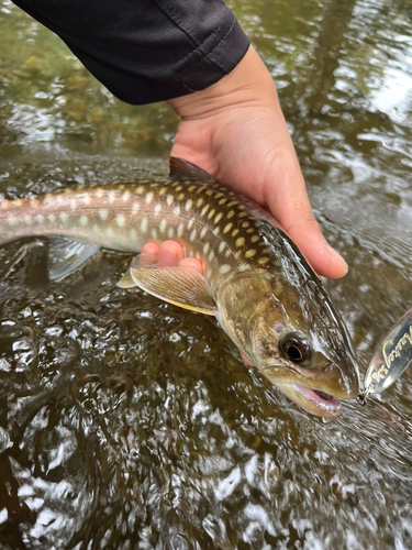 アメマスの釣果