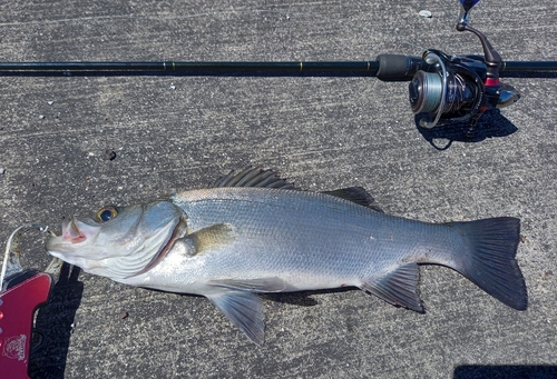 ヒラスズキの釣果