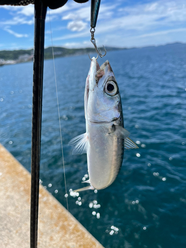 サバの釣果