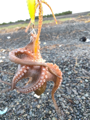 タコの釣果