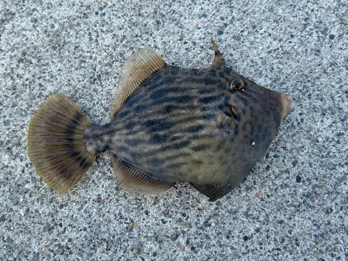 カワハギの釣果