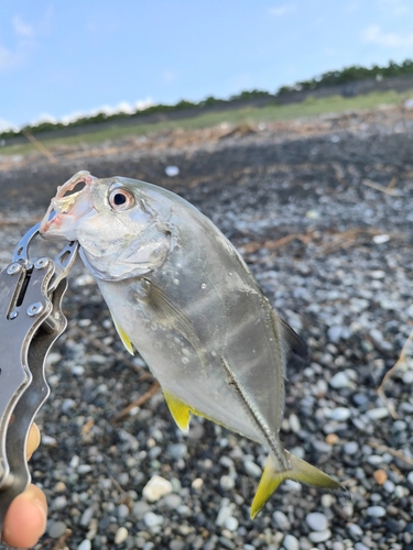 ギンガメアジの釣果