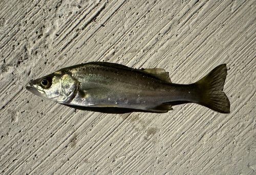 セイゴ（タイリクスズキ）の釣果