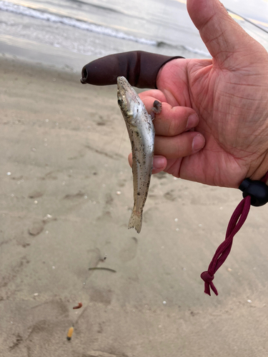 キスの釣果