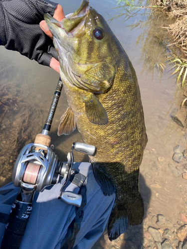 スモールマウスバスの釣果