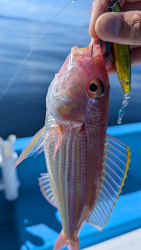 イトヨリダイの釣果