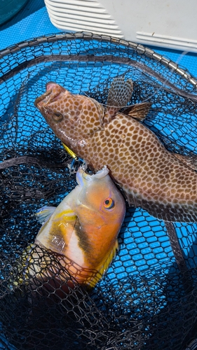 オオモンハタの釣果