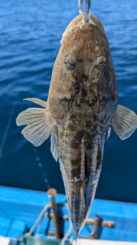 マゴチの釣果