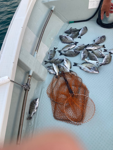 クロダイの釣果