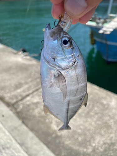 メッキの釣果