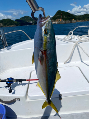 ワカシの釣果