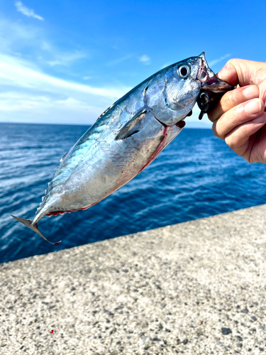 スマカツオの釣果