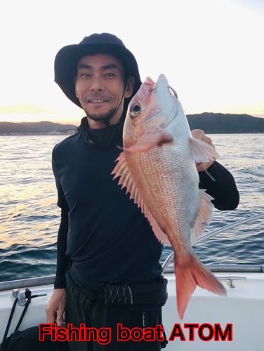 マダイの釣果