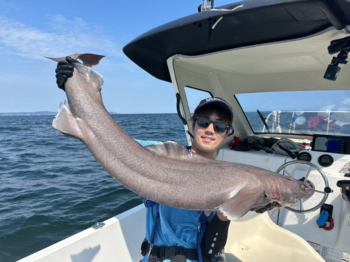 モミジザメの釣果