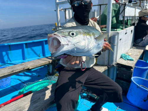 ワラサの釣果