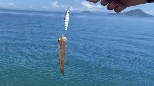 エソの釣果