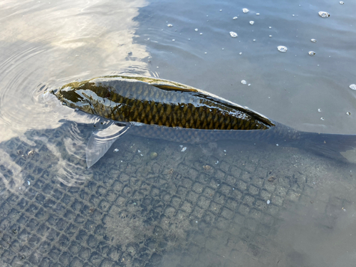 コイの釣果