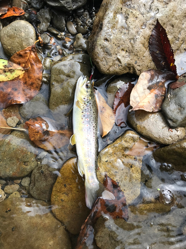 ブラウントラウトの釣果