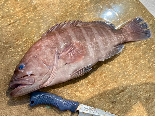 マハタの釣果