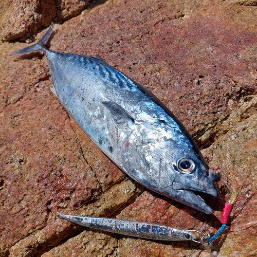 スマガツオの釣果