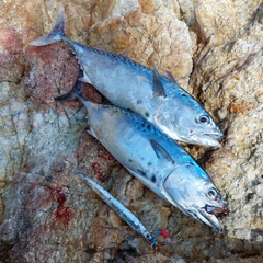 スマガツオの釣果