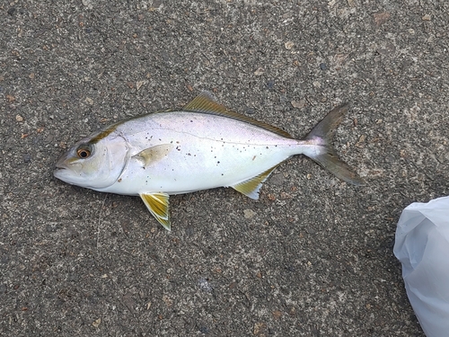 シオの釣果