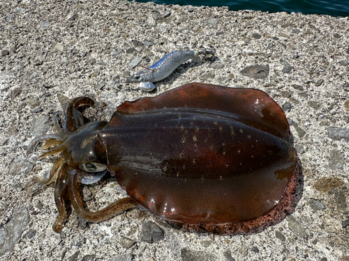 アオリイカの釣果