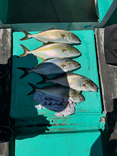 カンパチの釣果