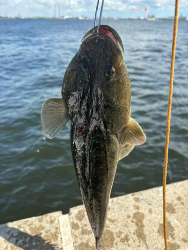 マゴチの釣果