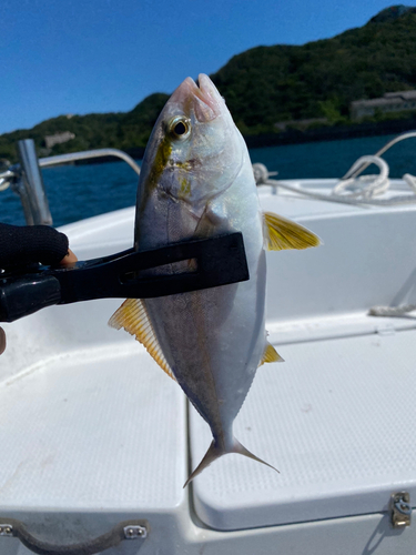 カンパチの釣果