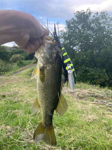 ラージマウスバスの釣果