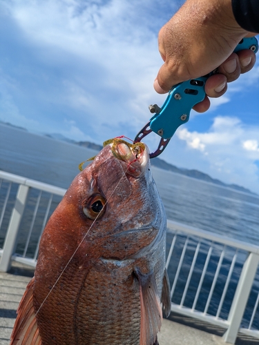 タイの釣果