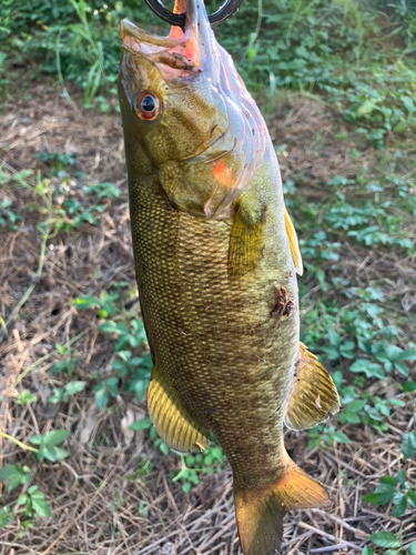 スモールマウスバスの釣果