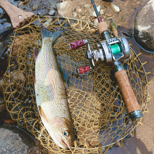 ニジマスの釣果