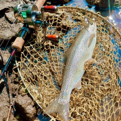 ニジマスの釣果