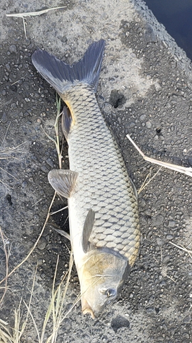 アメリカナマズの釣果