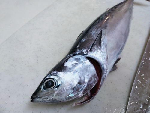 カツオの釣果