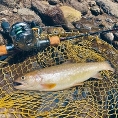 エゾイワナの釣果